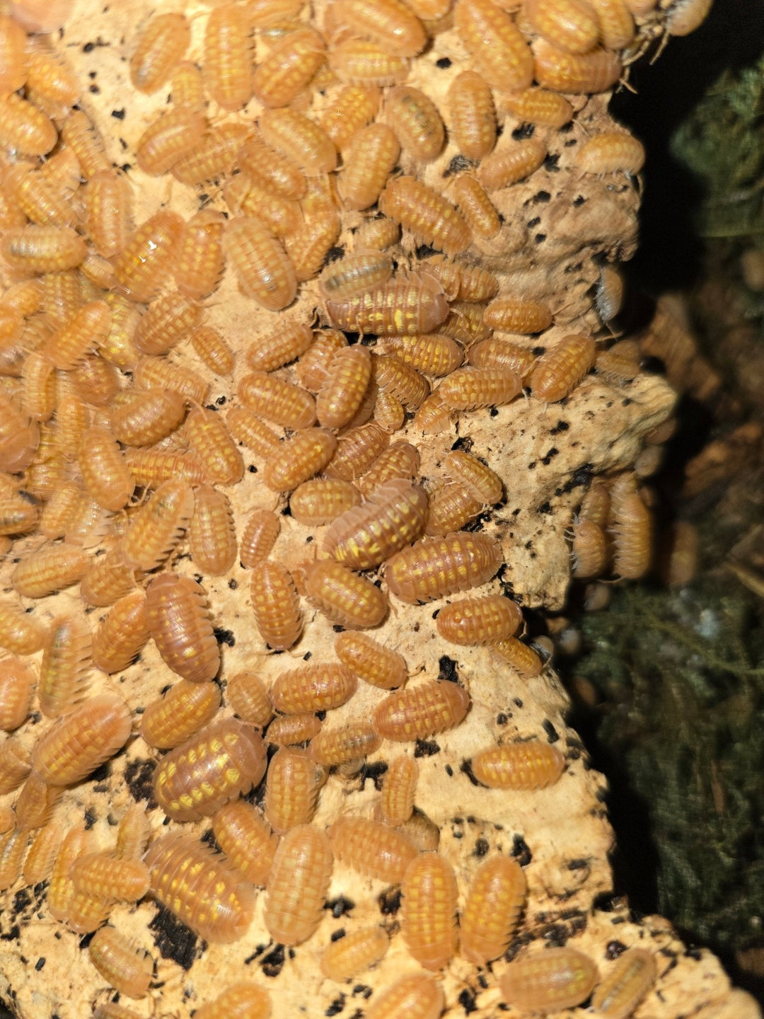 PostPods - How it all started - Isopods For Sale UK | PostPods