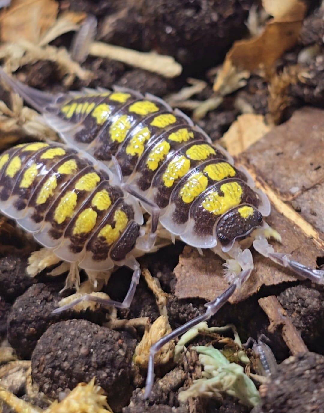 Postpods on tour 2025 - Isopods For Sale UK | PostPods