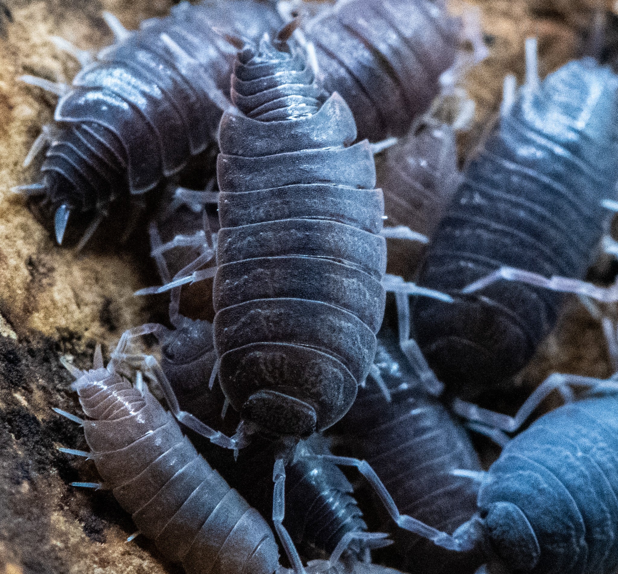 A cluster of blue-grey isopods with pale legs packed closely together on brown bark.