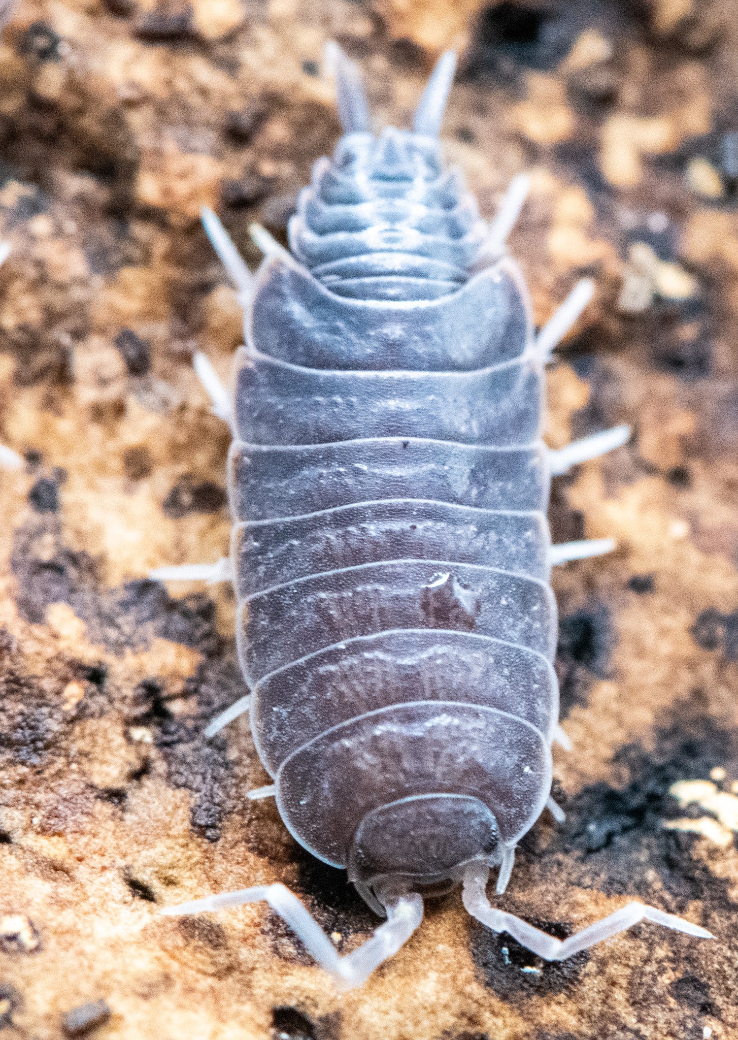 Powder Blue isopod, Porcellionides pruinosus, in soft dusty blue-grey that catches the light