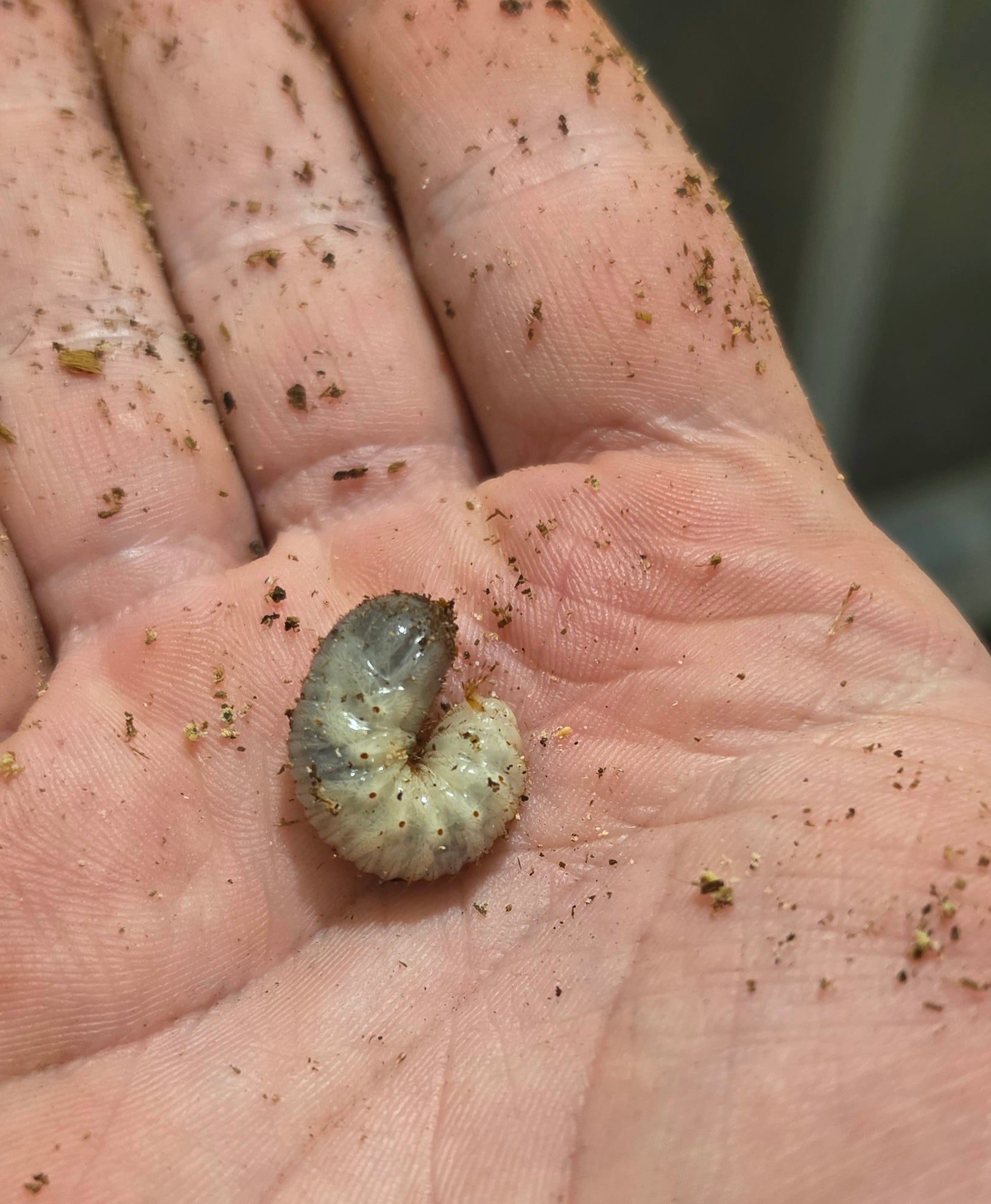 A Protaetia formosana grub curled in the palm of a hand, cream-white with rows of small brown spots and a grey rear end, with crumbs of substrate around it