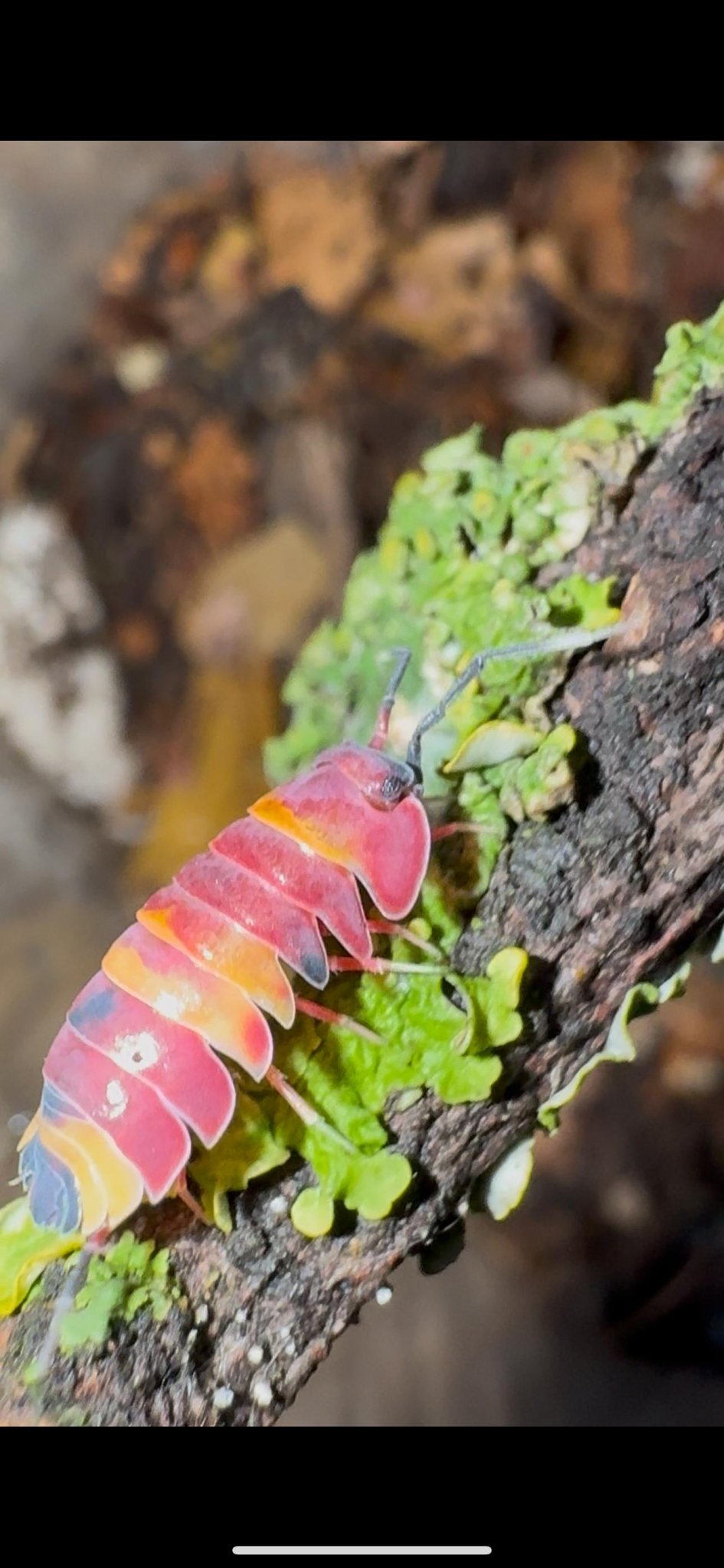 A pink and orange banded isopod with blue patches, on a dark twig covered in bright green lichen.