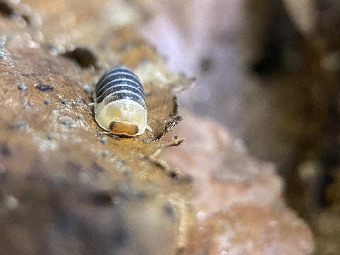 A small isopod with a dark banded back and a pale cream front bearing two orange marks, on tan bark.