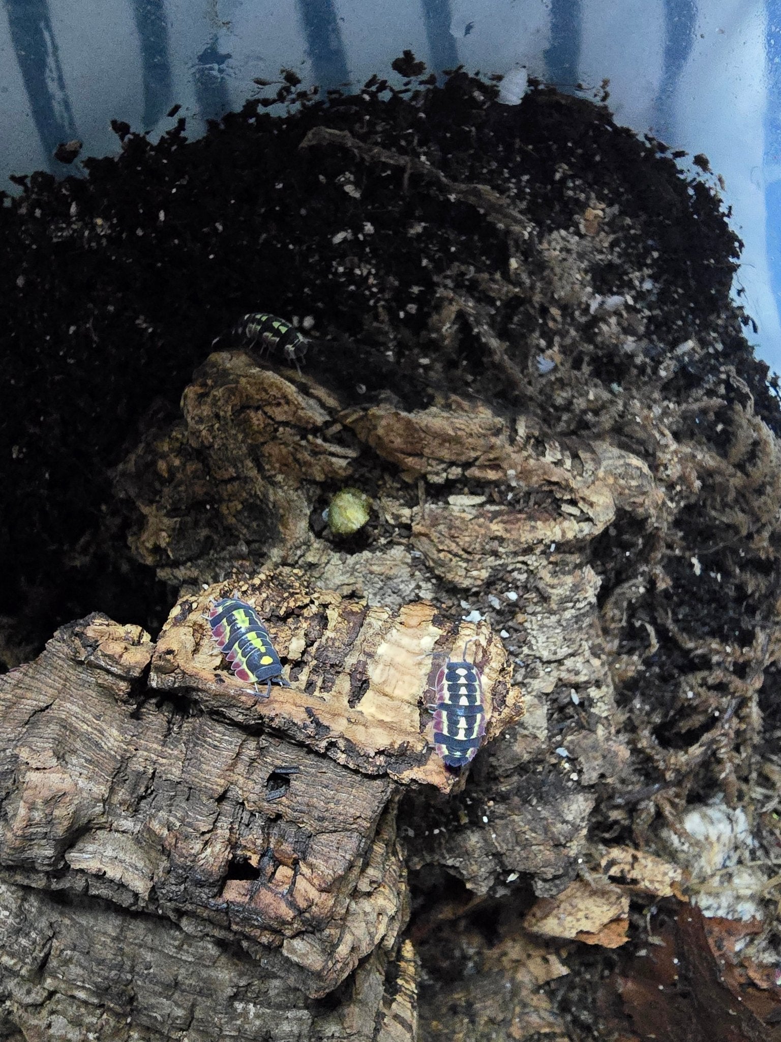 Three dark isopods marked with lime green and cream and edged in deep red, on pieces of cork bark.