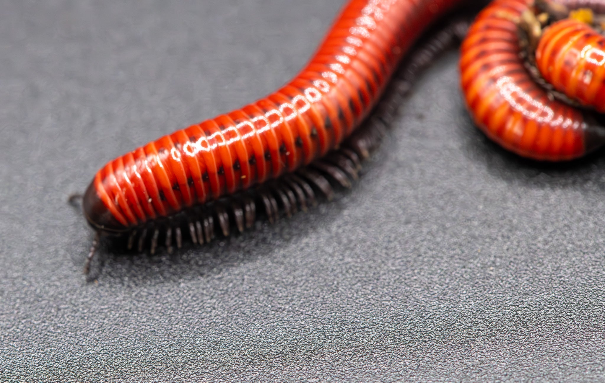 Red Ring Millipede, Centrobolus annulatus, red-orange body with dark rings