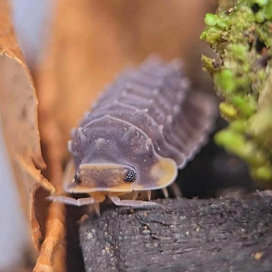 Close view of a purple-grey isopod with a cream face and black eyes on dark wood, green moss alongside.