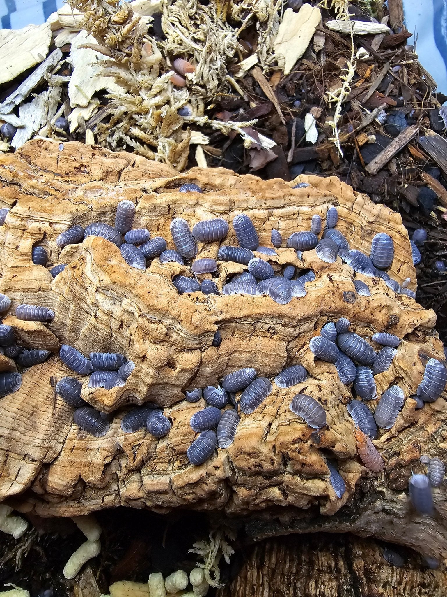 Rotten wood for isopods - Isopods For Sale UK | PostPods
