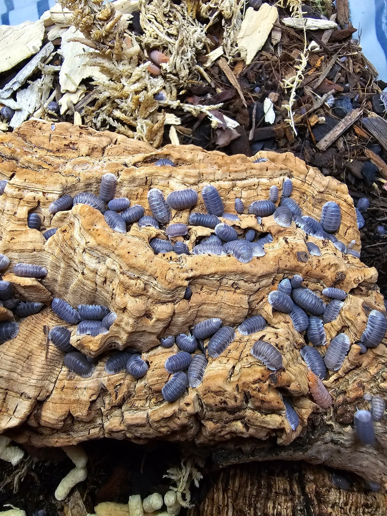 Rotten wood for isopods - Isopods For Sale UK | PostPods