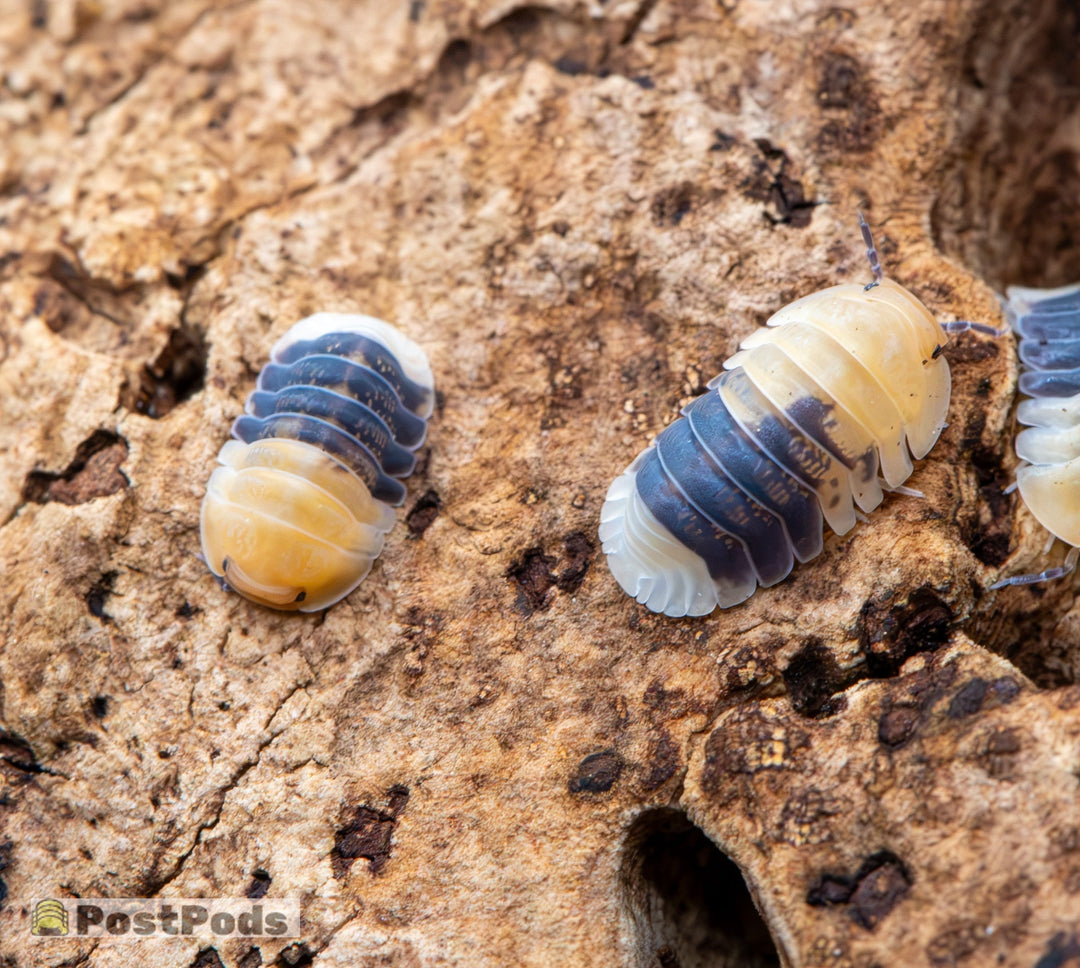 Rubber Bee isopods, Cubaris sp., two adults on cork bark showing the yellow front, dark navy midsection and white rear