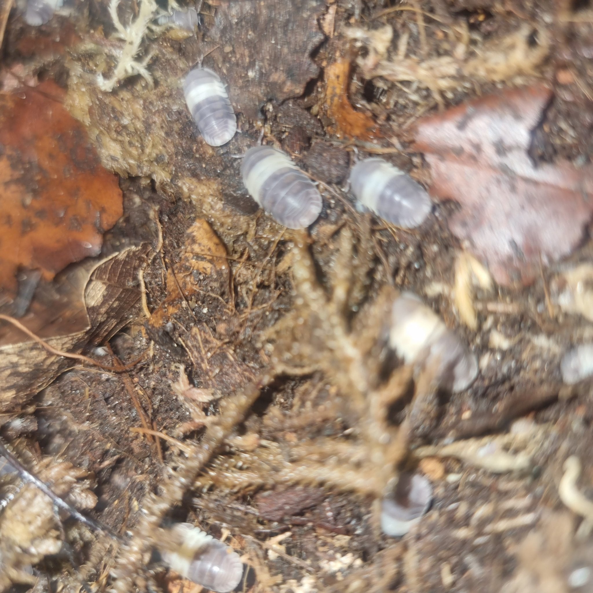 Pale lilac isopods with a cream band across the front, several in the upper half and more blurred below.