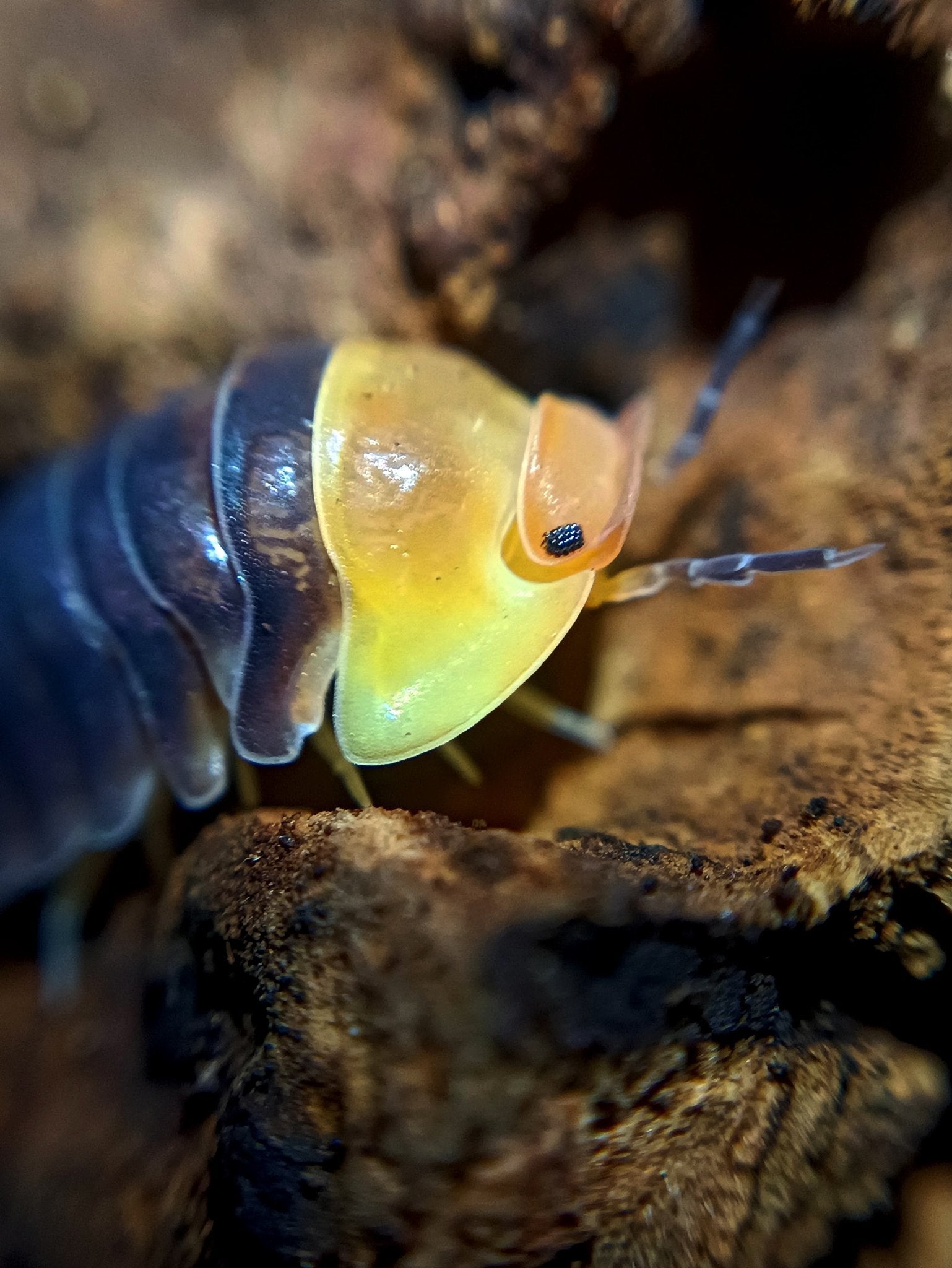 Close view of a Rubber Ducky isopod on brown bark, a glossy yellow head plate with one black eye in front of a dark blue-grey body.