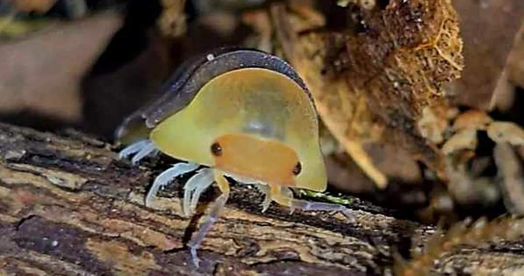 Rubber ducky isopod