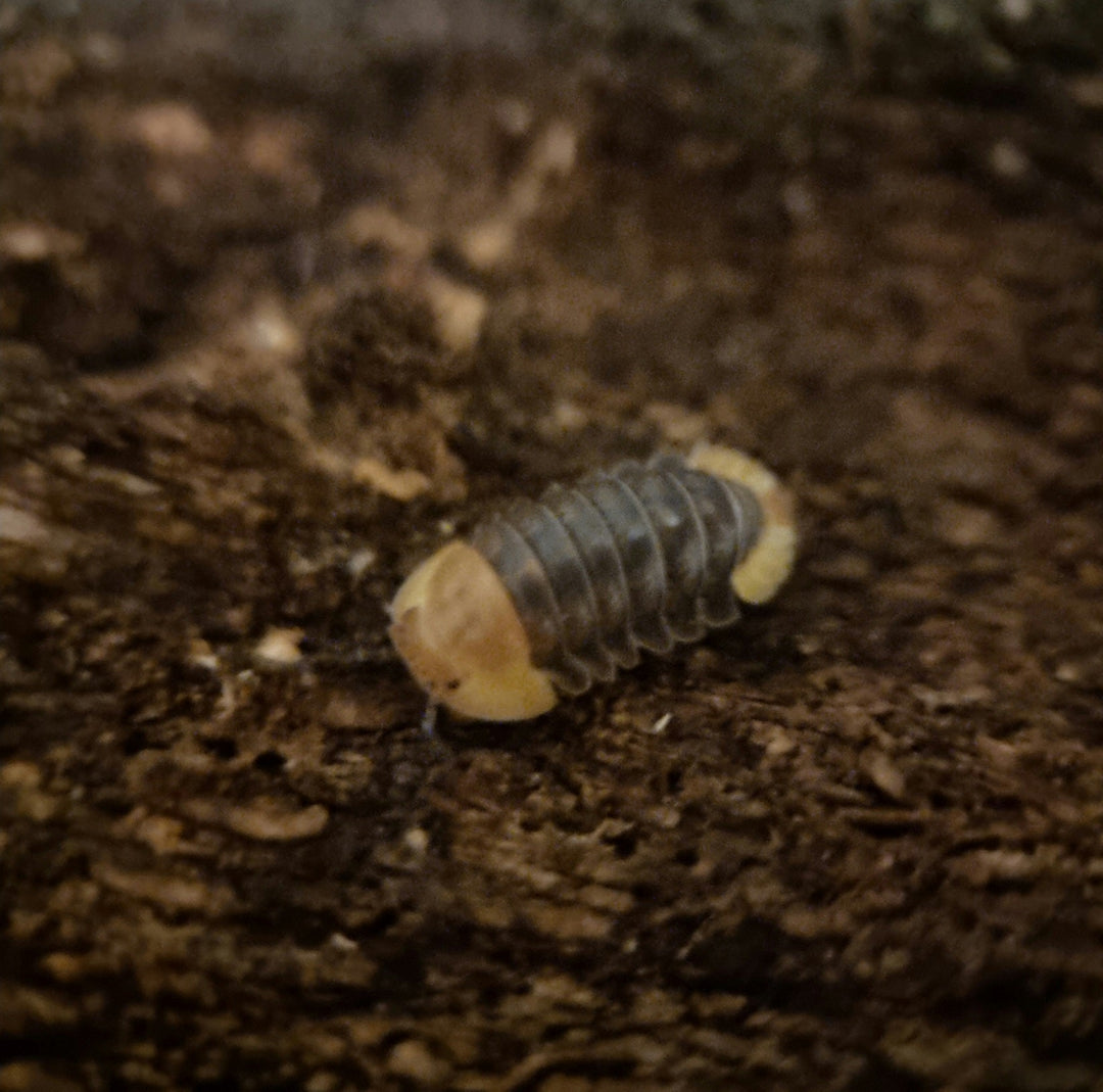 A Rubber Ducky isopod on dark brown wood, its grey segmented back pale yellow at both ends.
