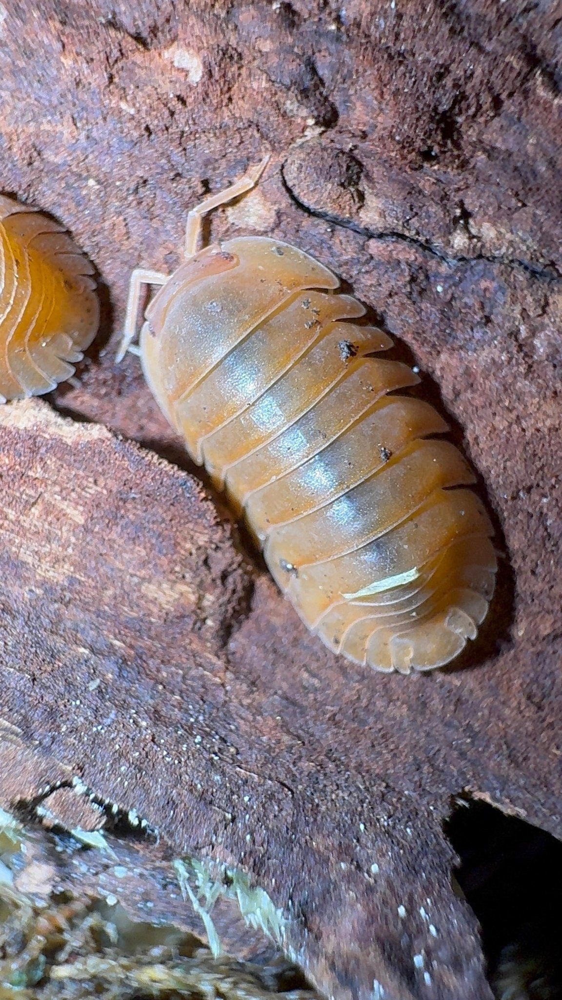Close view of an amber-orange isopod with pale legs on reddish-brown wood, a second one cut off at the left.