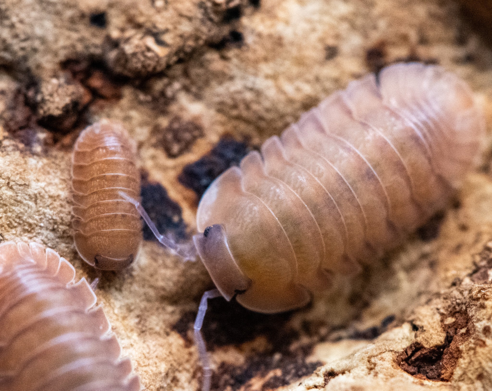 Three Salmon isopods on pale weathered bark, pinkish-orange with darker heads