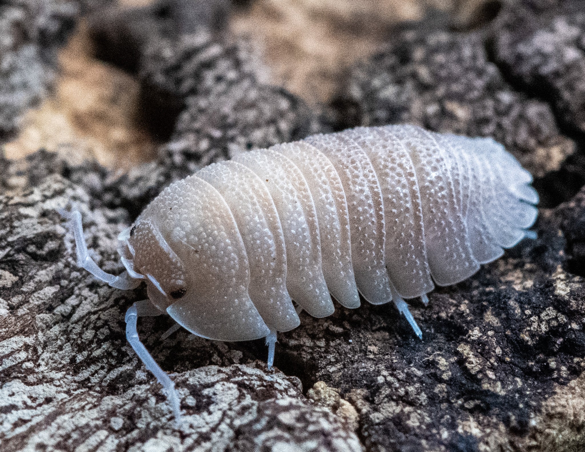 Sandstone isopod on dark bark, pale cream with a faint lilac-grey tint, its back covered in fine granules
