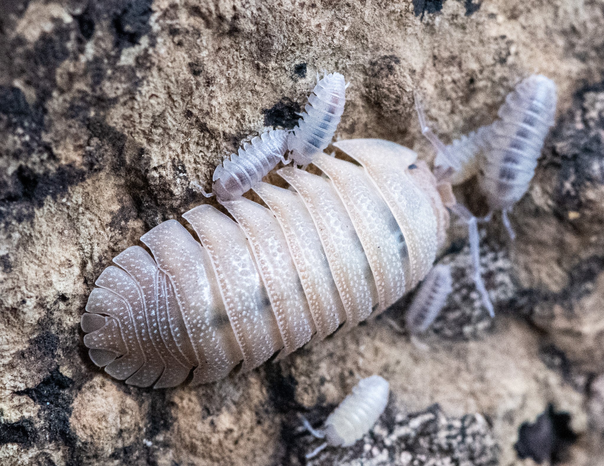 A large pale isopod on mottled bark with several much smaller ones on and around it.