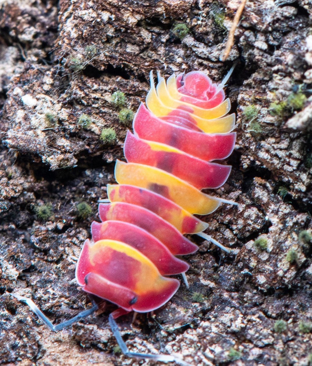 Scarlet isopod, Ardentiella sp., deep glowing red splashed with yellow and black