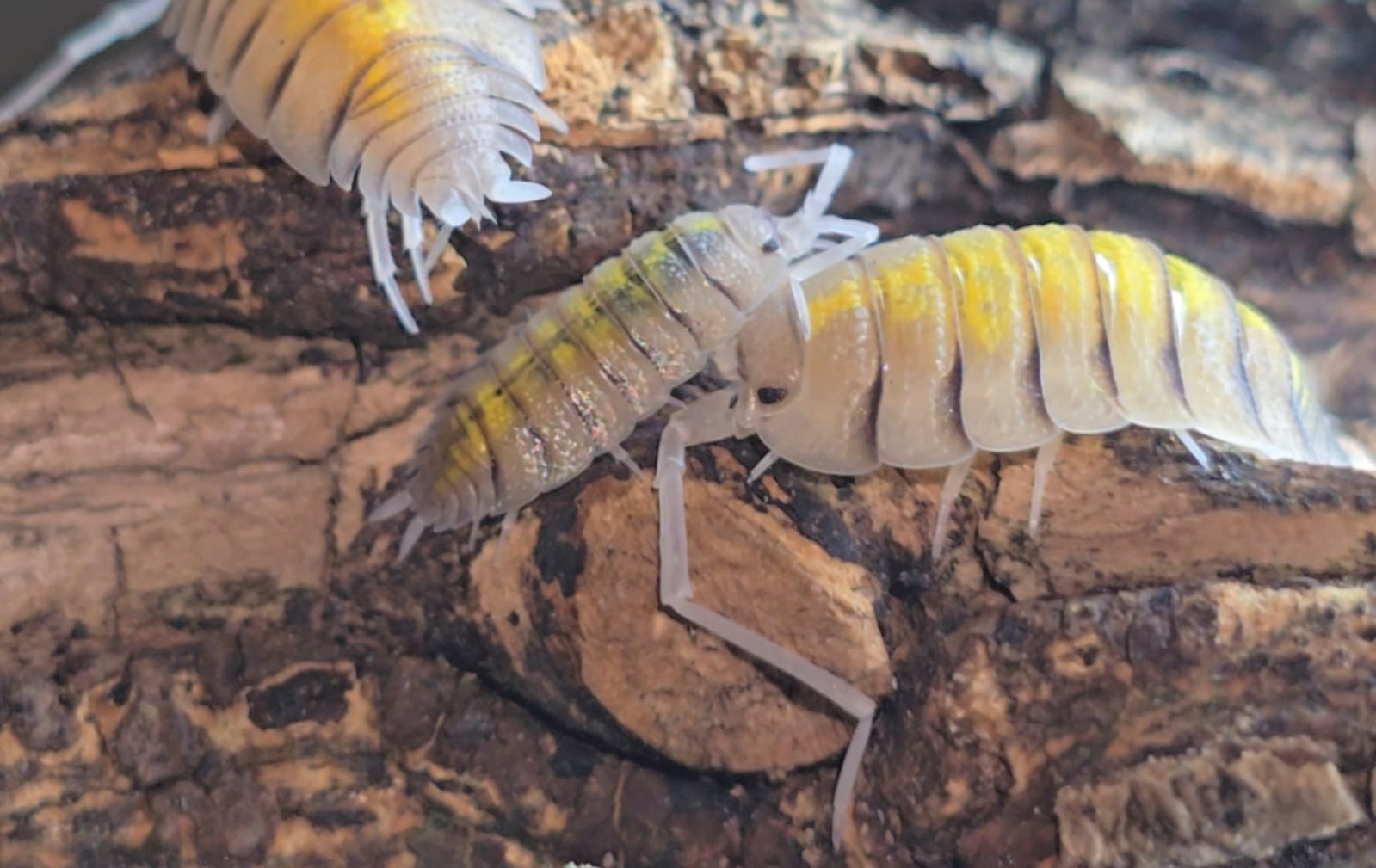 Pale cream isopods with yellow bands across their backs on cracked cork bark, one cut off at the top edge.