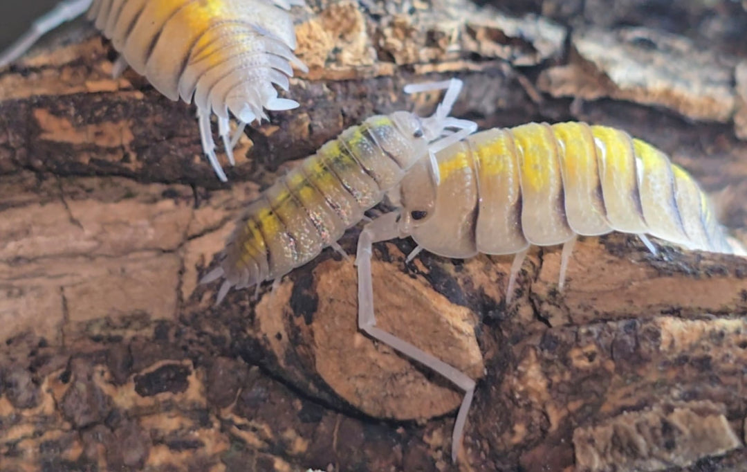 Sea slaters - Isopods For Sale UK | PostPods