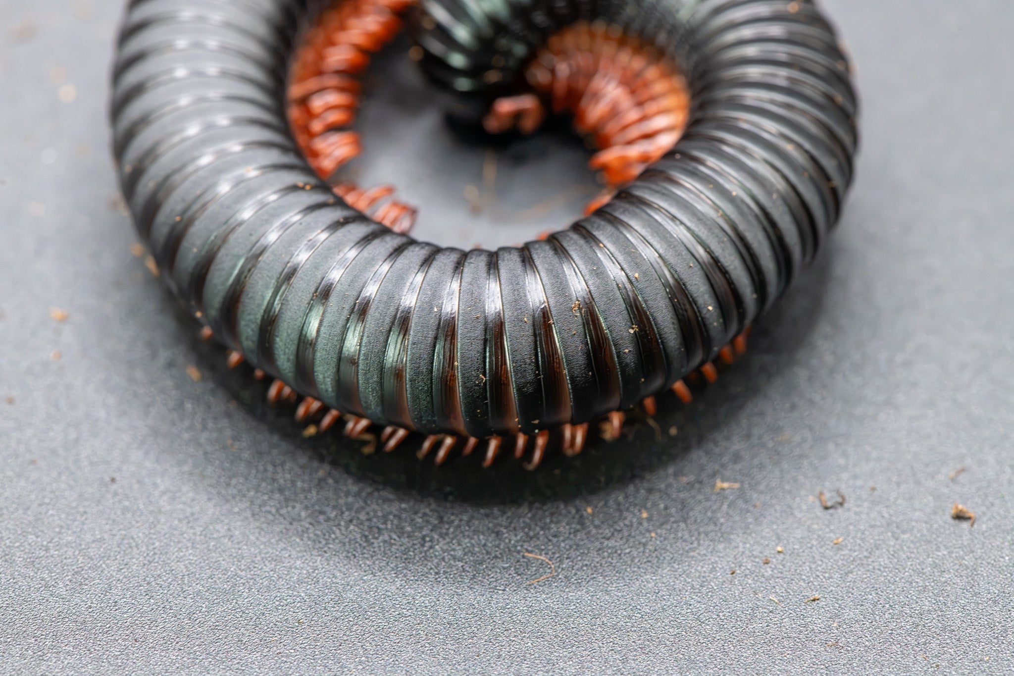 Close view of a coiled millipede on a grey surface, dark glossy banded segments with rows of small orange legs.