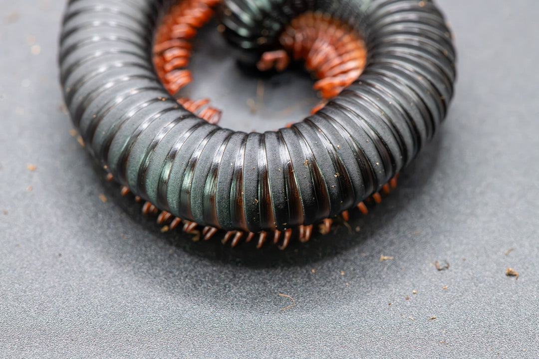 close up of a millipede body with black matt and gloss banded body segments
