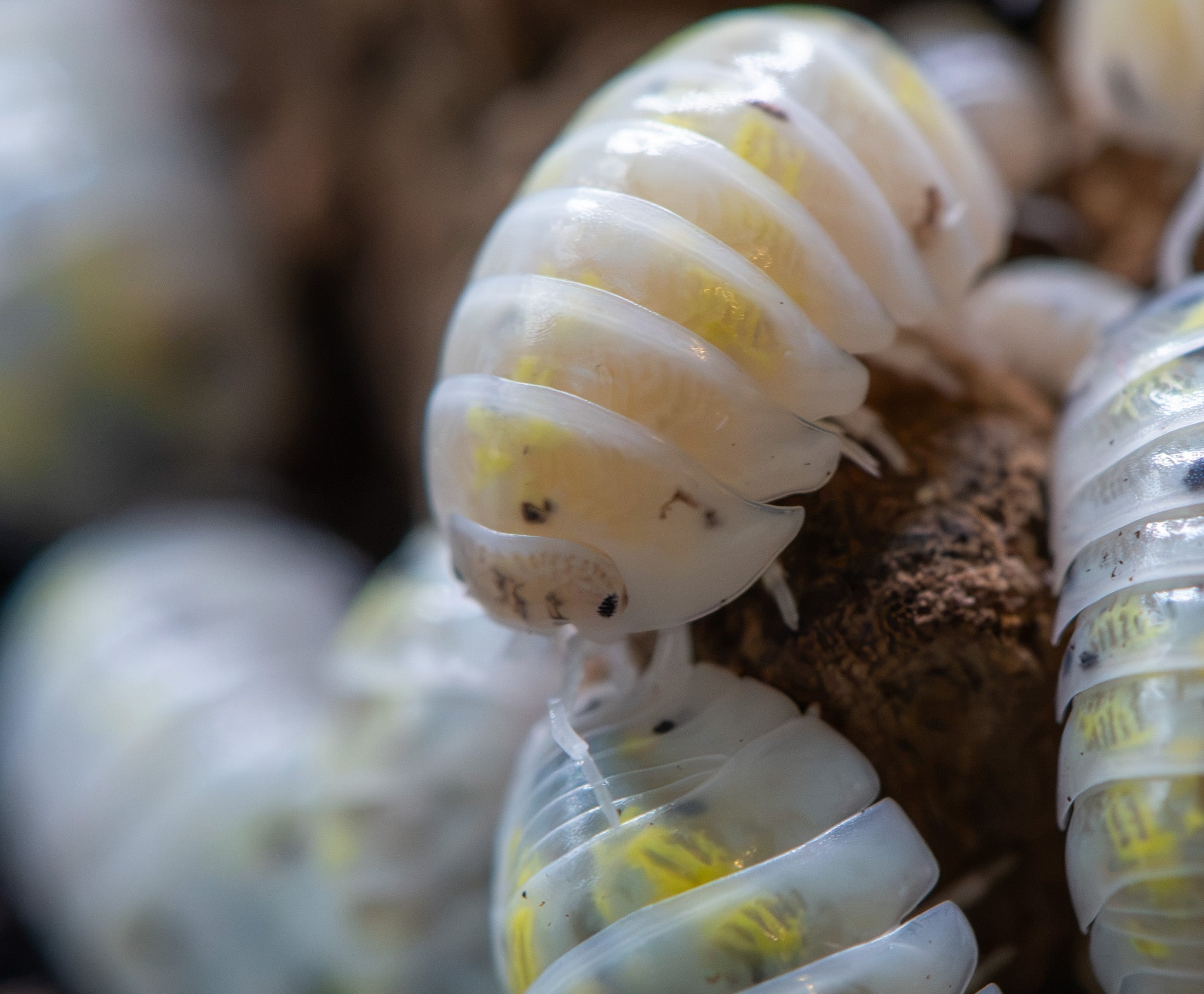 white isopod with black spots, black eyes, yellow spots too very glossy and smooth