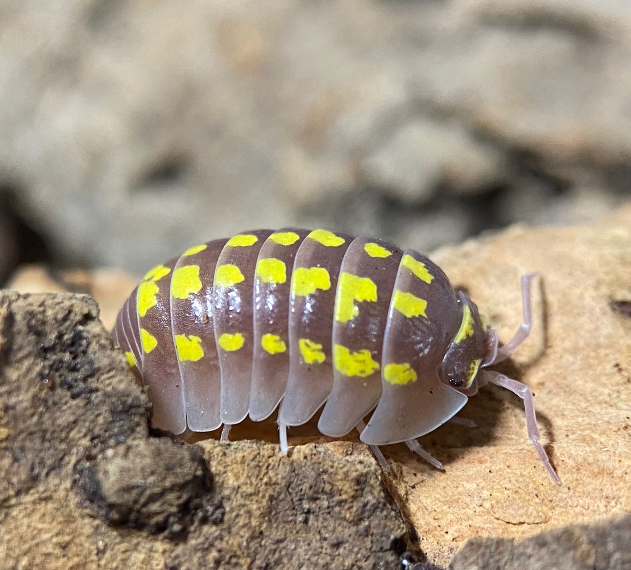 A single grey-brown isopod with bold yellow spots on pale bark, the background blurred.