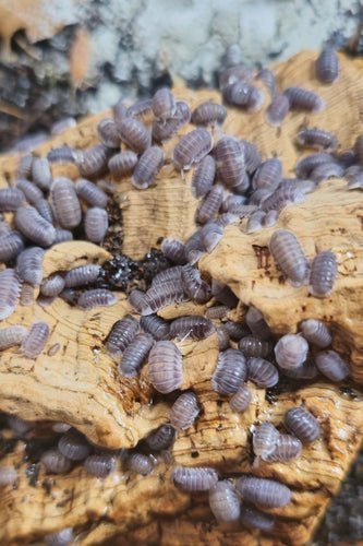 Grey-lilac isopods of mixed sizes crowded across a broad slab of pale golden cork bark.