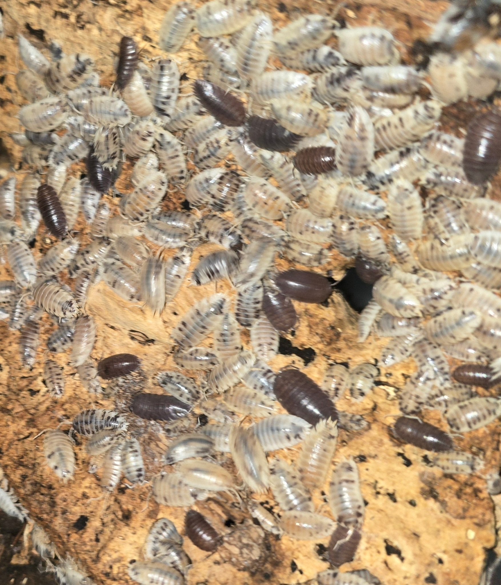 Dozens of pale speckled isopods and a scattering of dark brown ones covering a slab of tan cork bark.