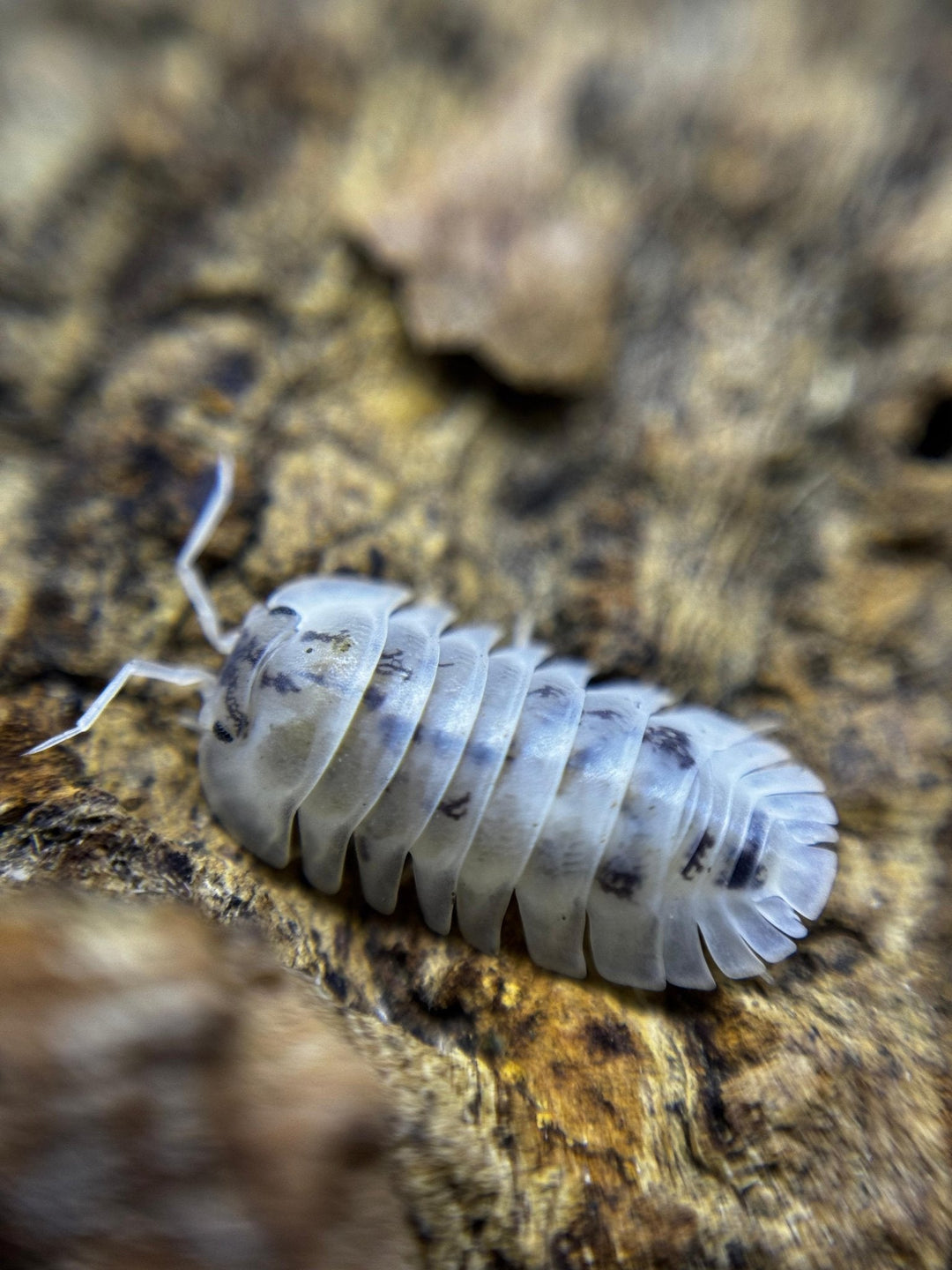 Shiro Utsuri isopod, Nesodillo sp., a single adult on cork bark: translucent white shell with scattered dark marks, white legs and antennae