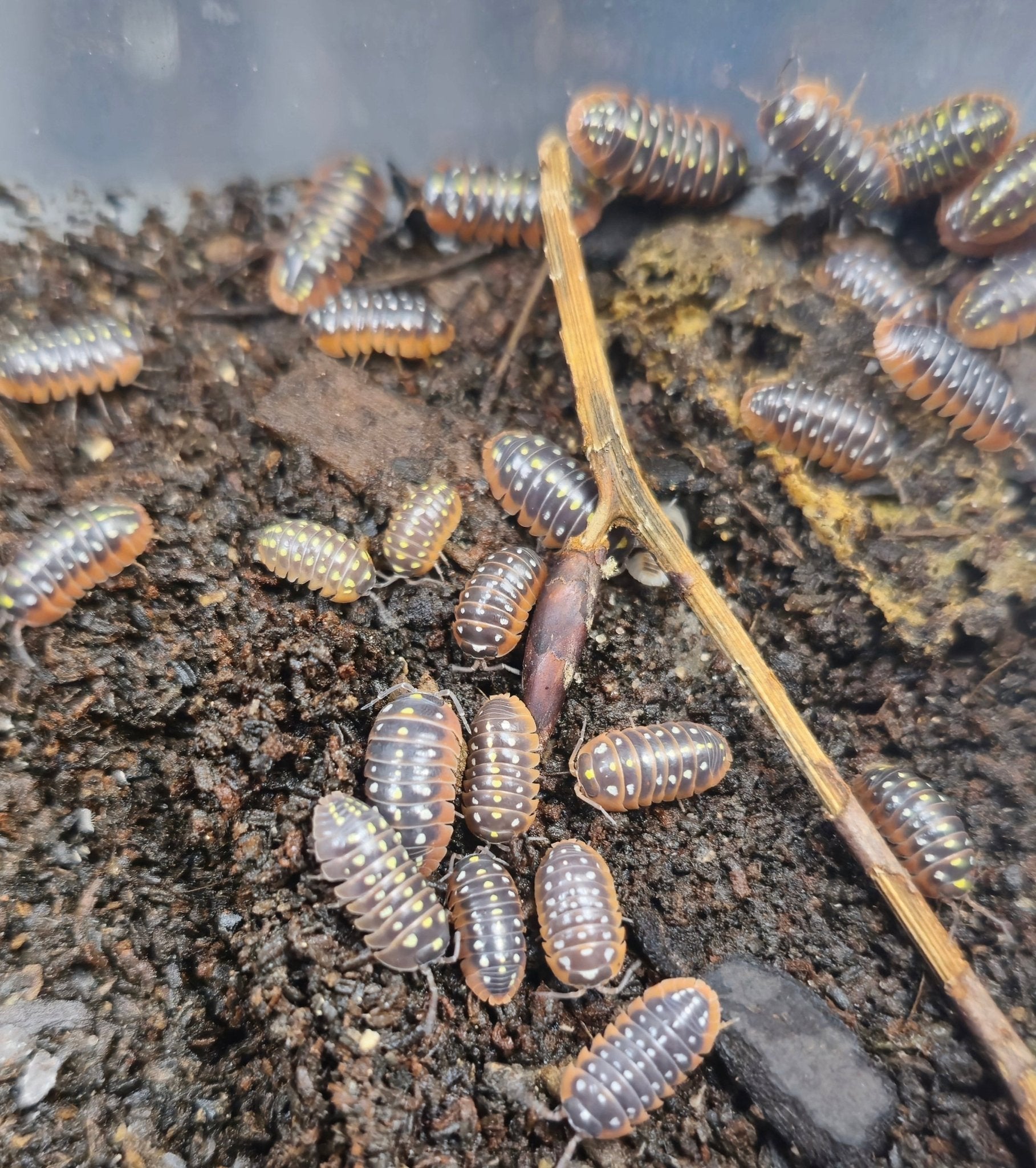 Grey isopods dotted with yellow and white, orange along their sides, on dark soil beside a pale twig in a tub.