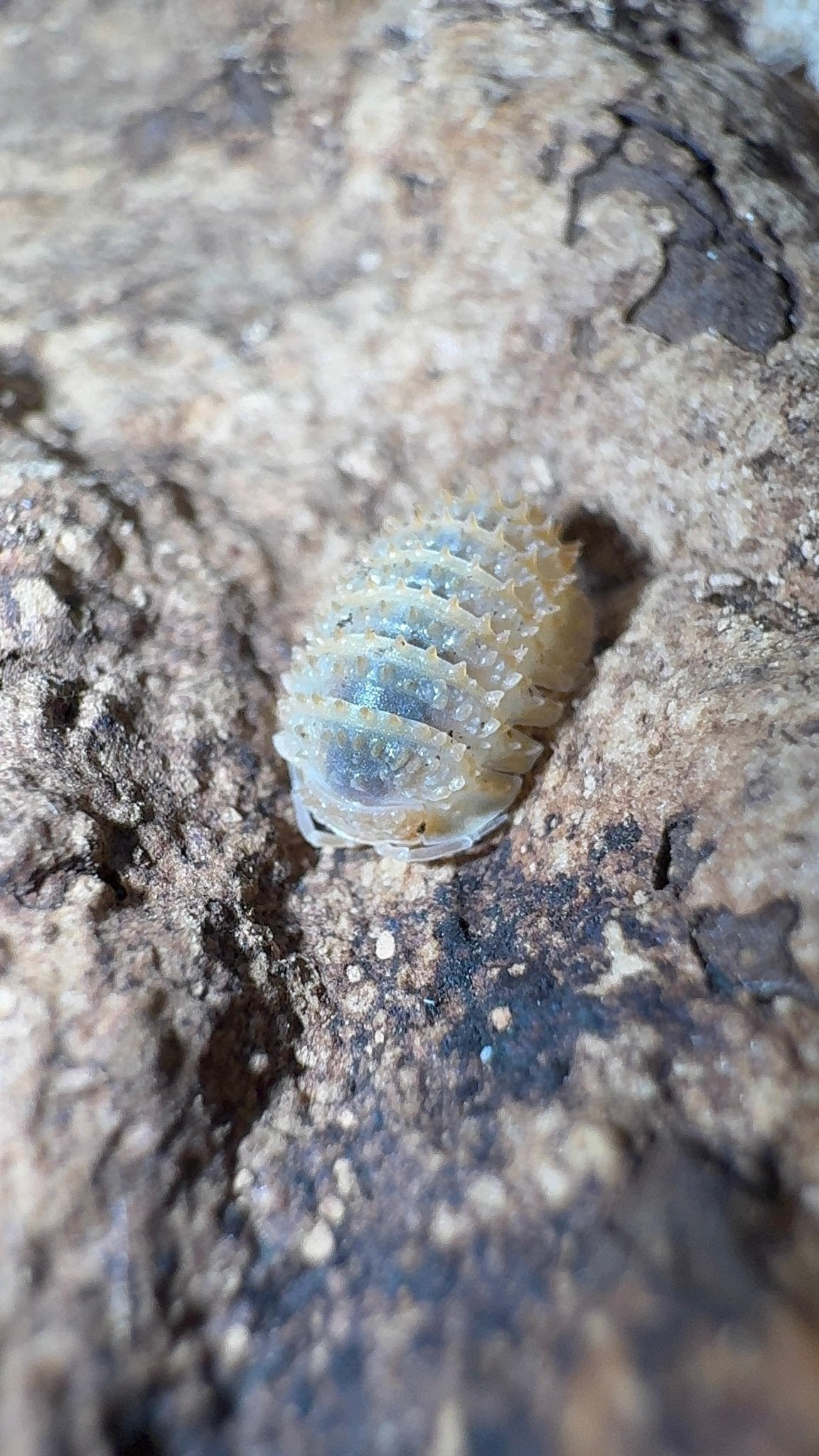 A small cream isopod covered in raised pale bumps, on mottled brown bark.