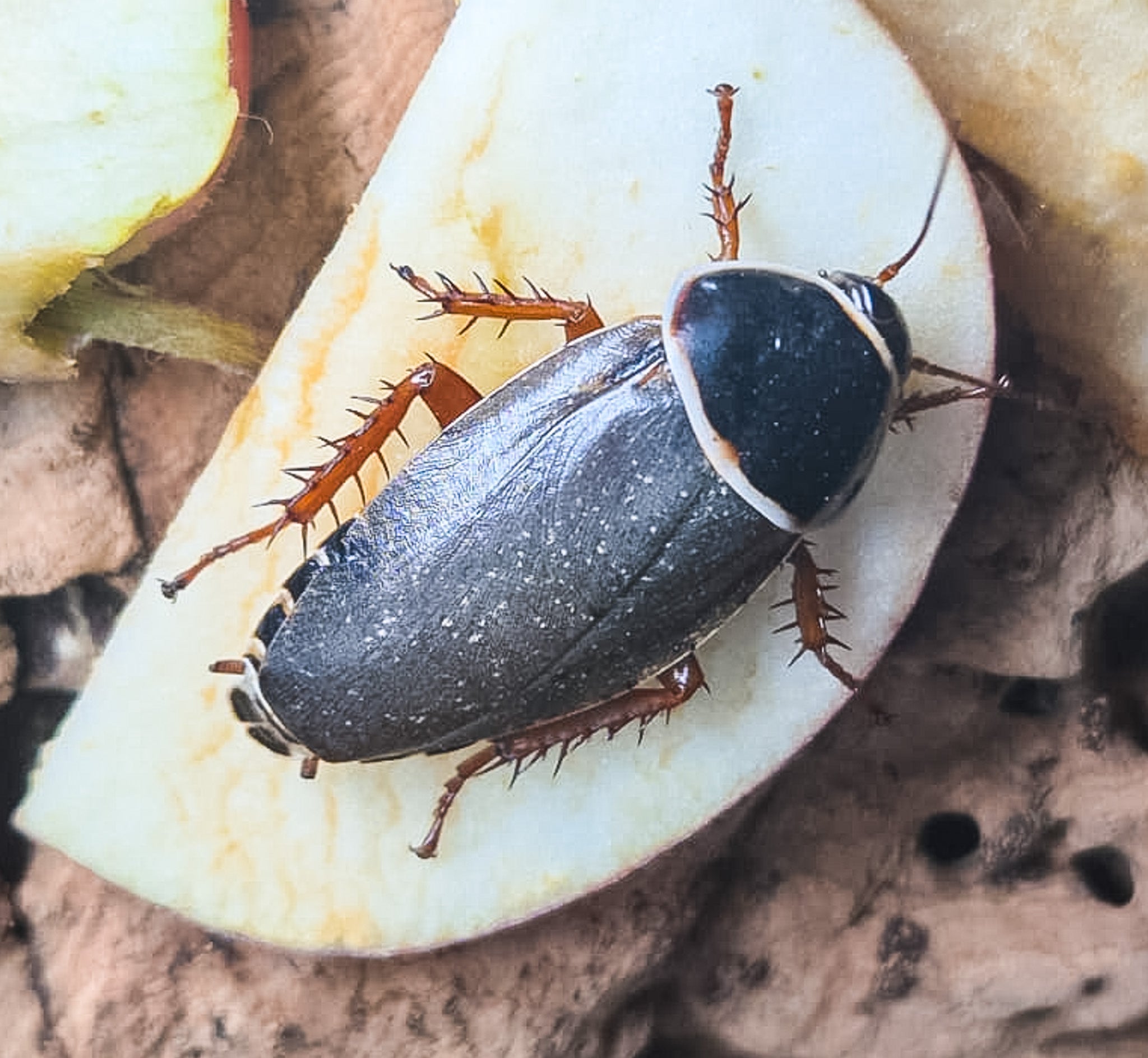 A cockroach with slate-grey wings and a black shield edged in cream, standing on a slice of apple over dry leaves.