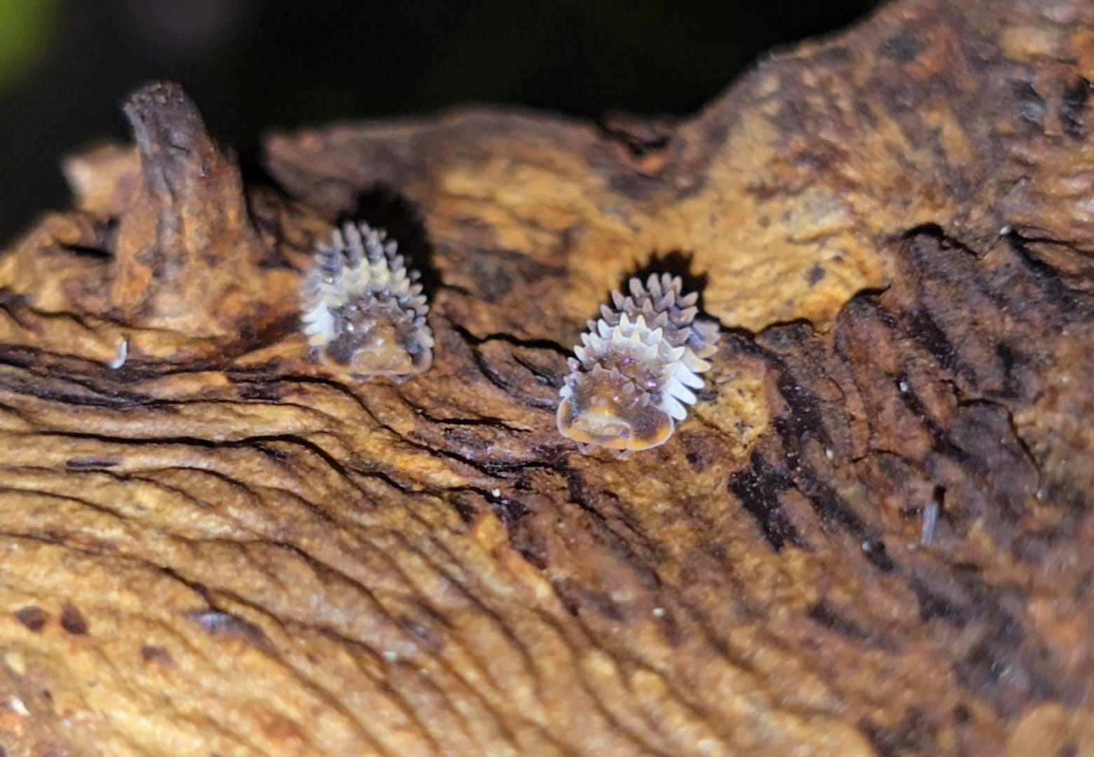 Two small isopods with rows of pale spines along their backs on a piece of dry golden-brown wood.