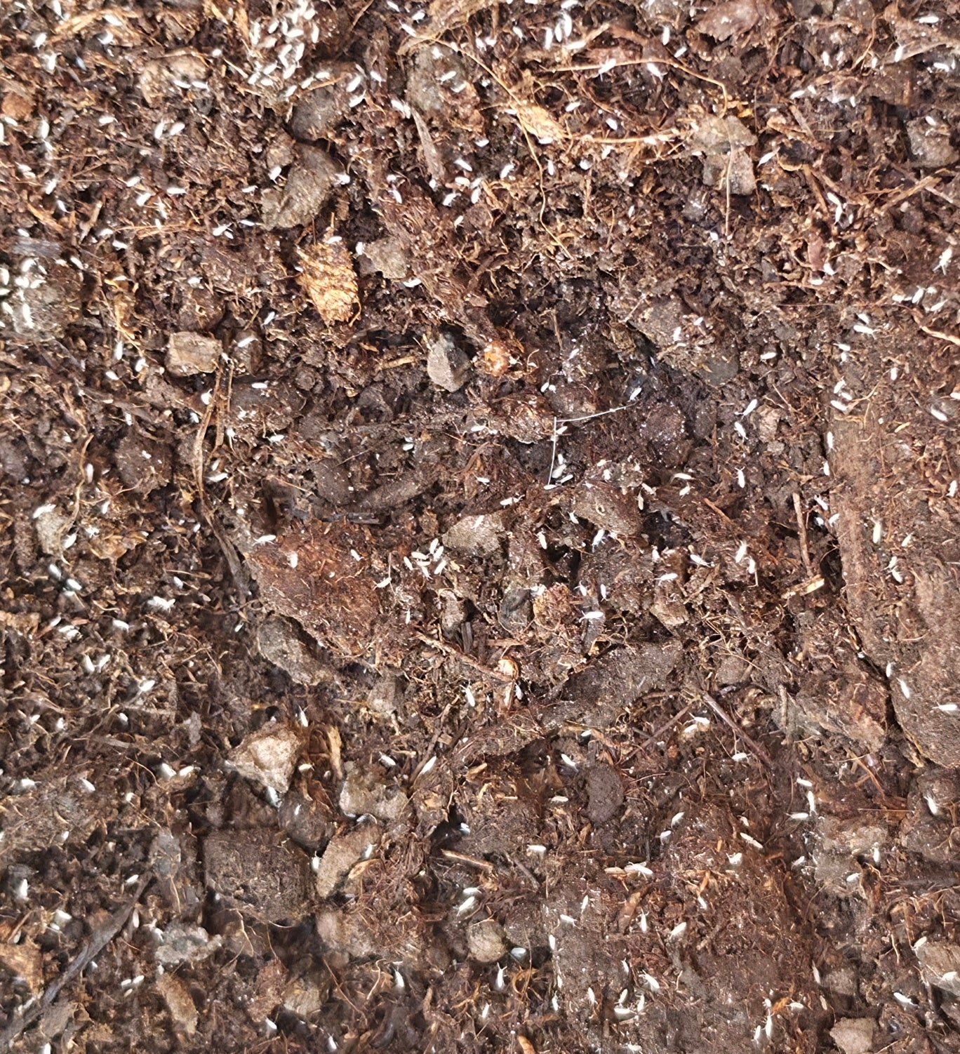 Hundreds of white springtails over brown crumbly substrate laced with fine pale roots.