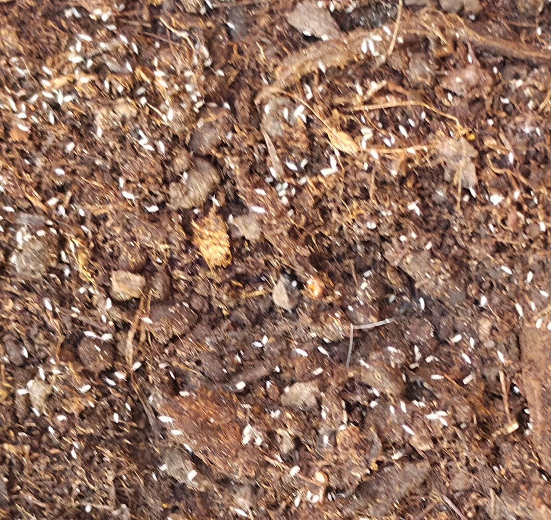 Springtails Explained: The Tiny Workforce Behind Every Bioactive Setup - Isopods For Sale UK | PostPods