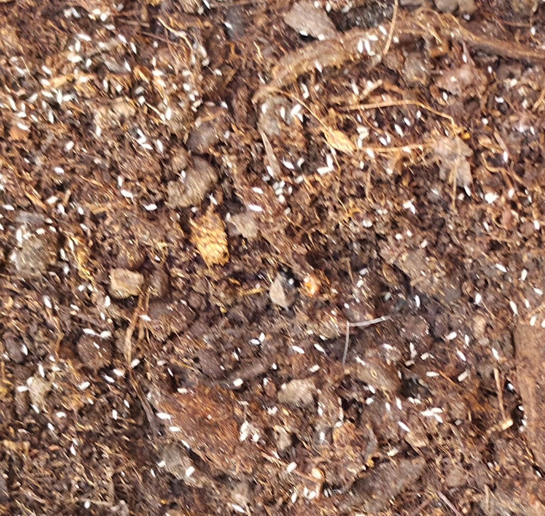 Springtails Explained: The Tiny Workforce Behind Every Bioactive Setup - Isopods For Sale UK | PostPods