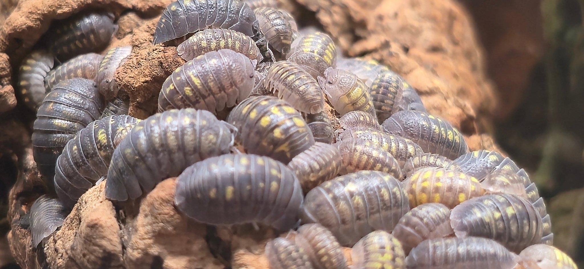 Springtails for Tarantulas - Isopods For Sale UK | PostPods