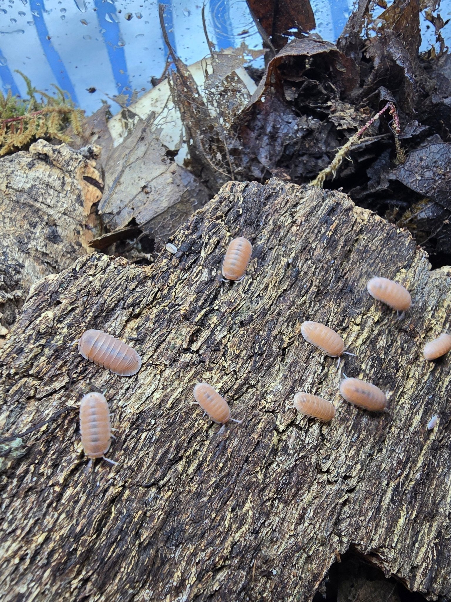 Several peach-orange isopods spread over a ridged piece of rotting bark, with damp leaf litter behind.