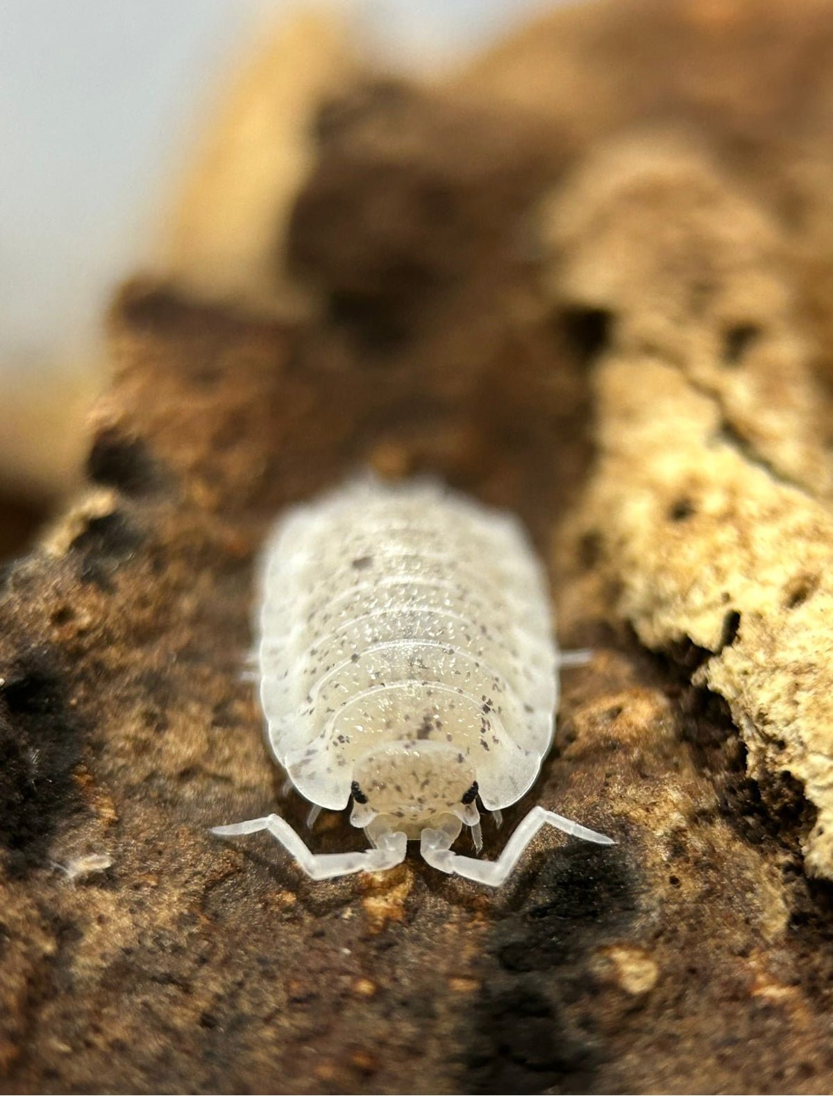A white isopod flecked with dark specks on dark brown bark, pale crumbly wood behind it.