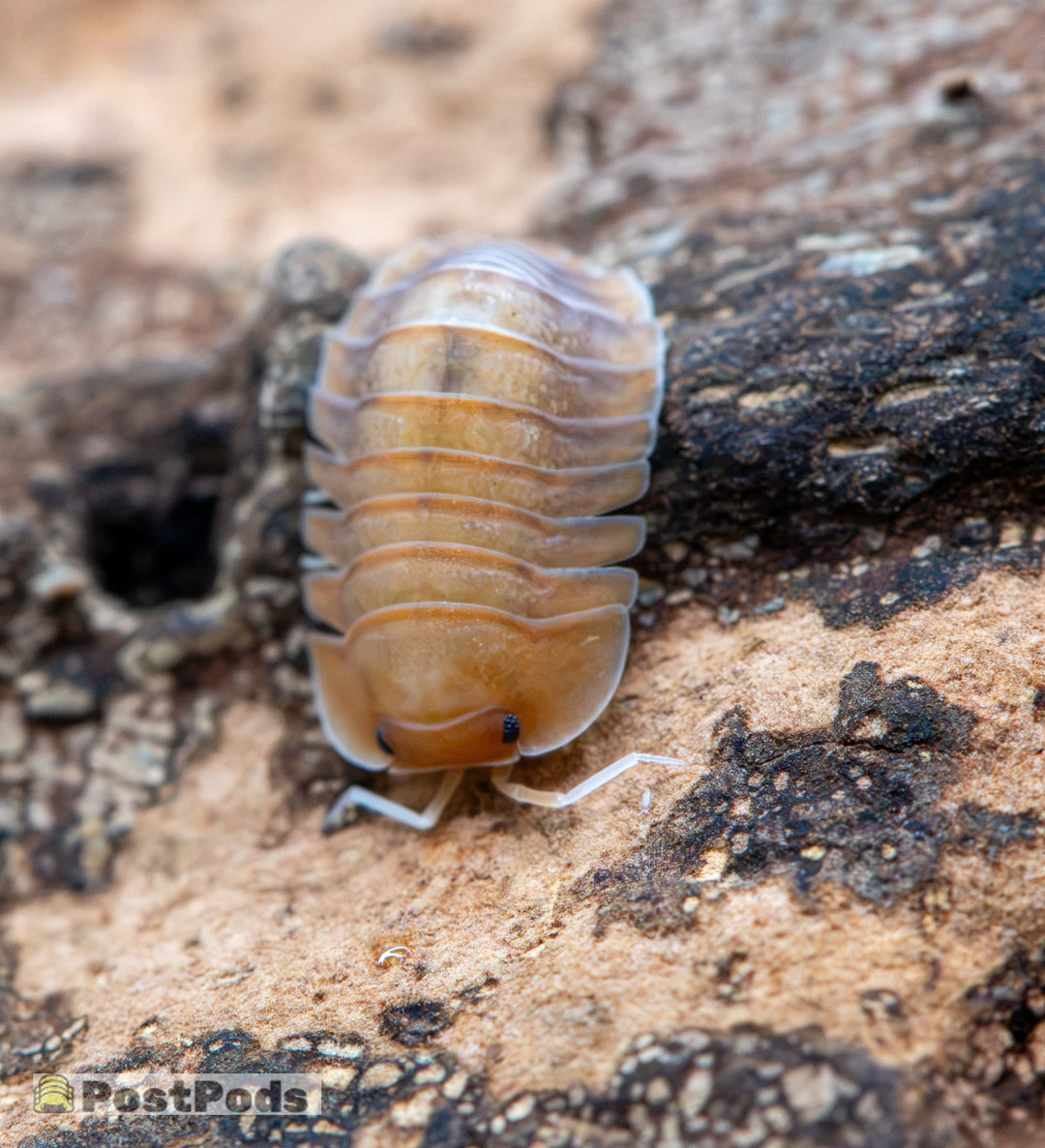 Sunset isopod, Troglodillo sp., a single adult on bark: peach-orange body, orange head, pale seams between the segments and white legs