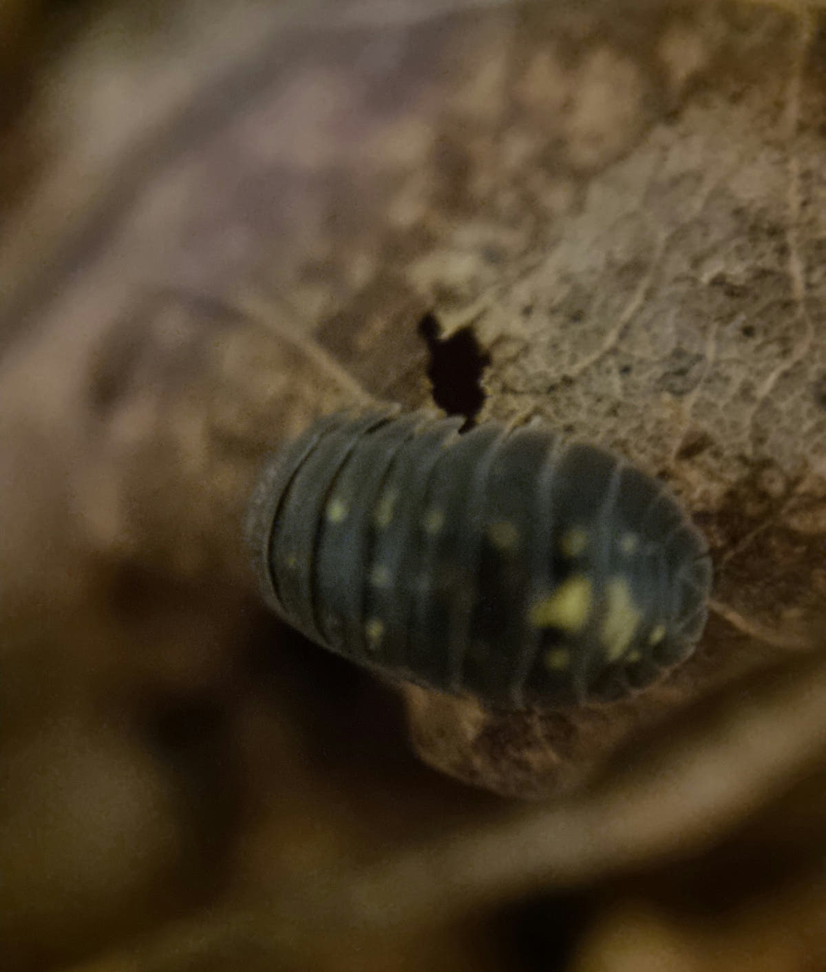 isopods for sale