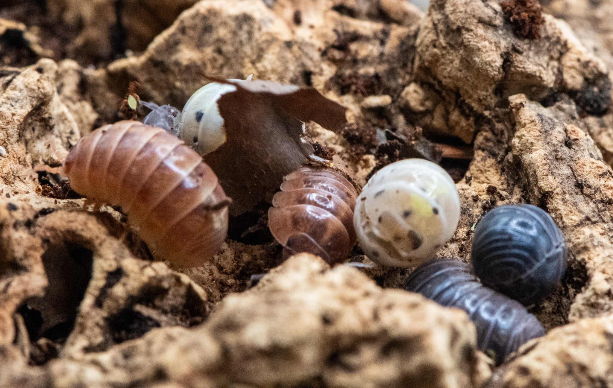 Armadillidium vulgare isopods in mixed colours on dark substrate