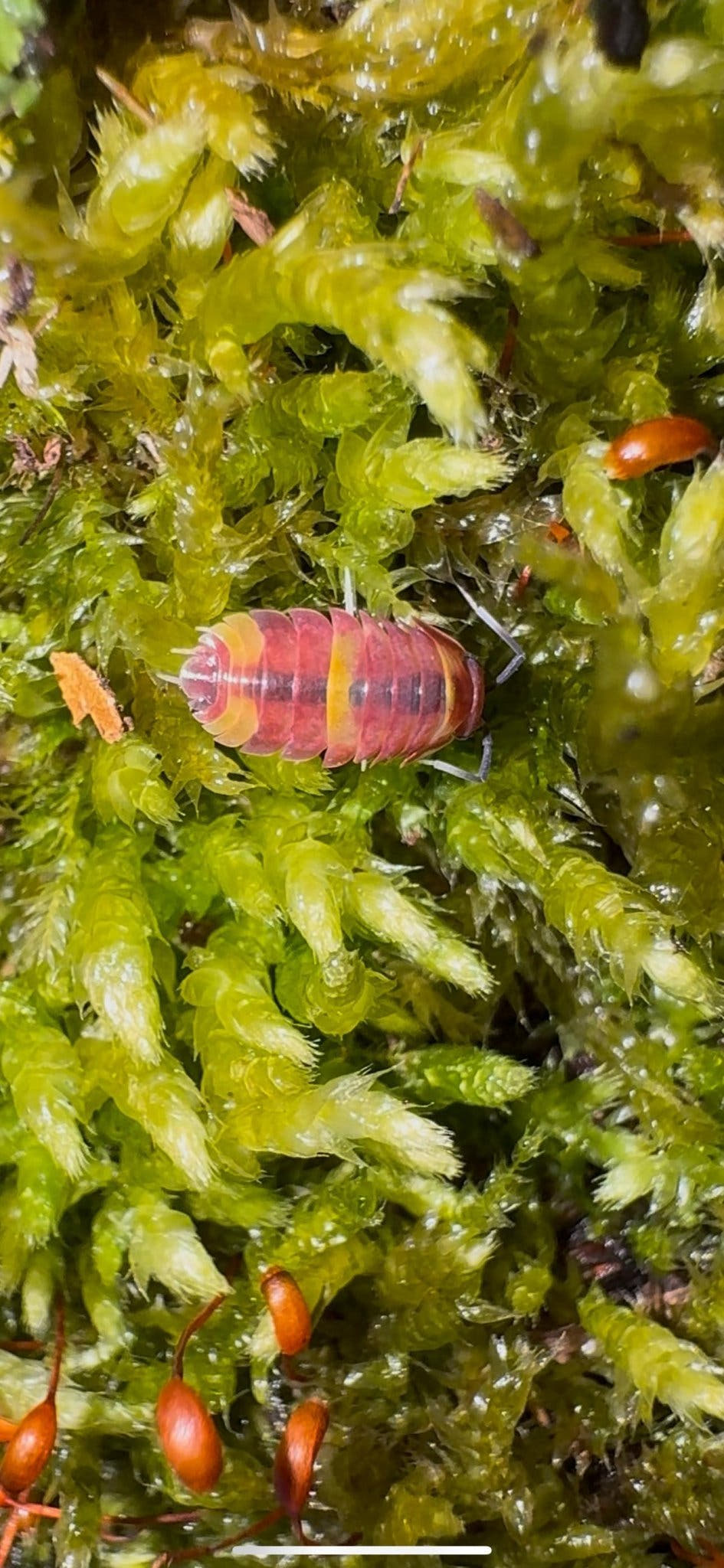 A pink-red isopod banded with yellow on bright green moss, orange moss capsules alongside it.