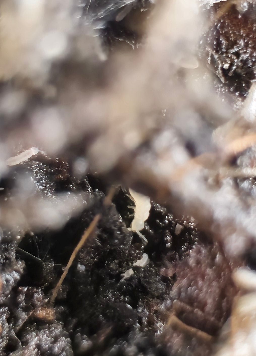 Temperate springtail, Folsomia candida, the white cleanup springtail