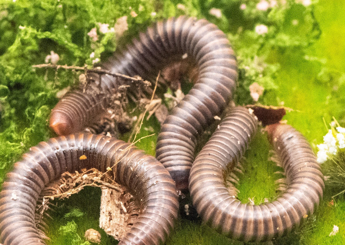 Several banded grey-brown millipedes curled on bright green moss, with a thin twig across them.