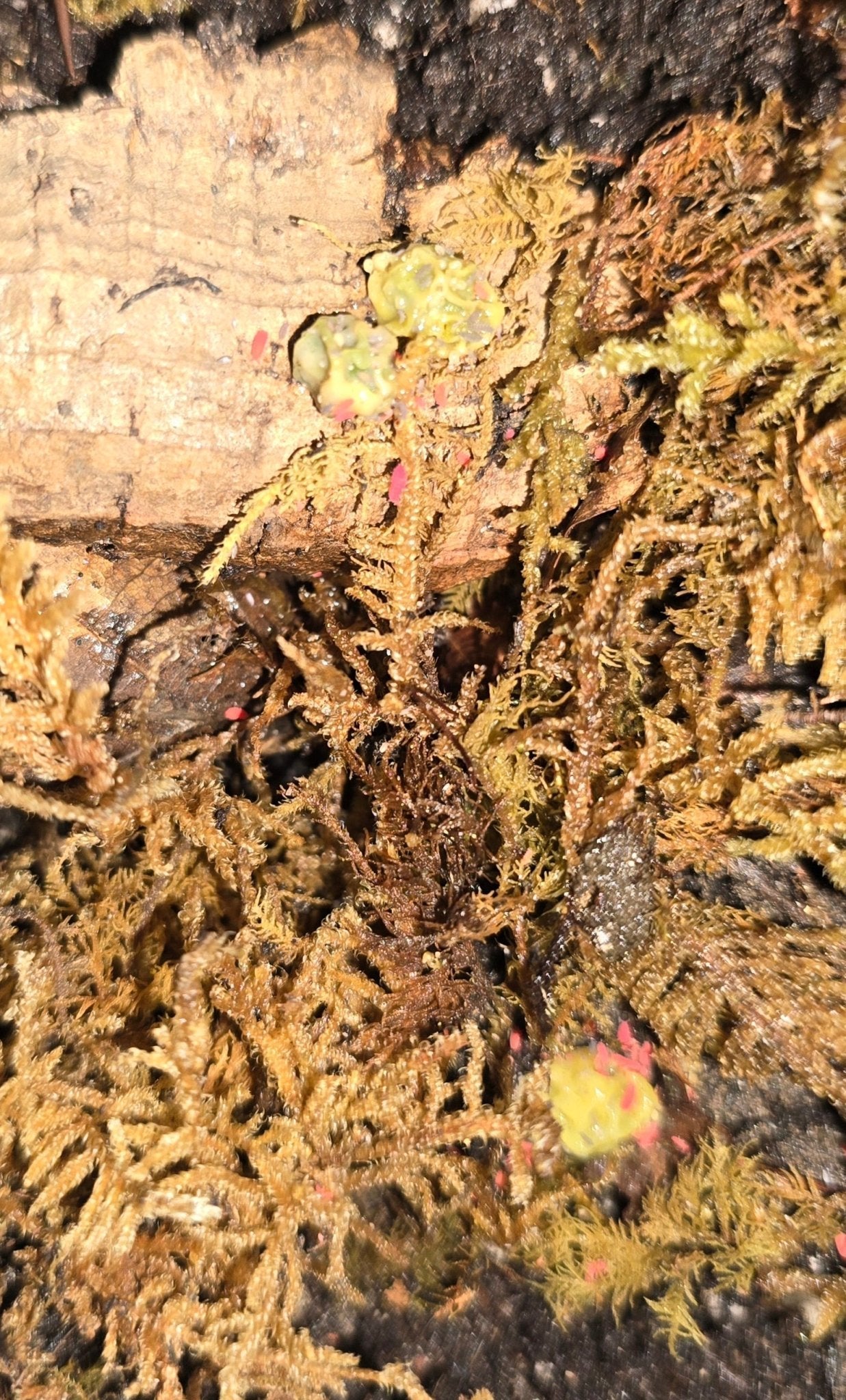 Red Springtails - Isopods For Sale UK | PostPods