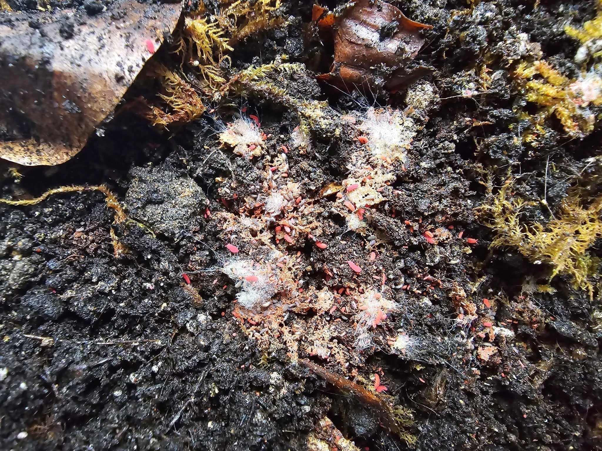 Many small red springtails on dark damp soil among tufts of white fungus and yellow-green moss.