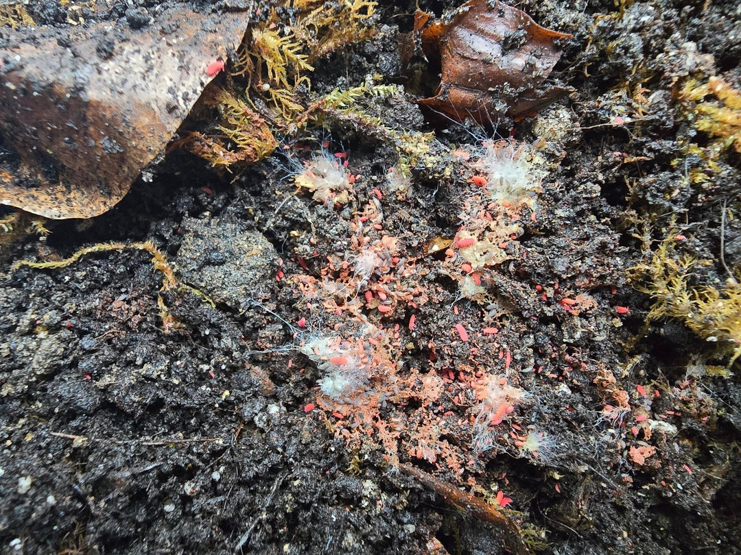 Thai Red Springtails - Isopods For Sale UK | PostPods